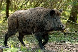 Wildschwein Jpg 690 460 Saugetiere Wildschwein Schwein