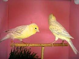 Canario Opal Definimos Como Canario Opal A Aquellos Ejemplares Que Presentan Una Modificacion En La Estructura Melanica La Mutacion Animals Amarillo Enjoyment