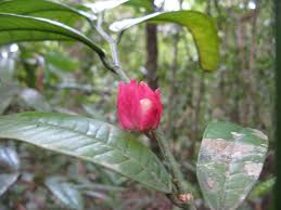 Image result for Heisteria