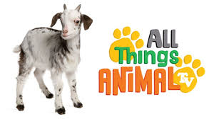 Goats Animals For Children Kids Videos Kindergarten Preschool Learning Animal Tv Animals For Kids Preschool Learning
