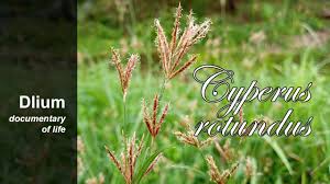 Image result for Cyperus sp.no.7
