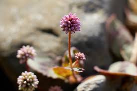 Image result for Persicaria hystricula