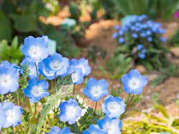 They resemble a spider's legs, long and extremely narrow, widely separated. Baby Blue Eyes The Versatile California Wildflower