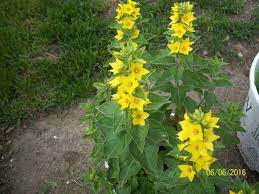 Ciliata, which has longer flower stalks (2 to 4 cm). Weed Or Flower Sometimes It S In The Eye Of The Beholder Indiana Yard And Garden Purdue Consumer Horticulturepurdue University Indiana Yard And Garden Purdue Consumer Horticulture