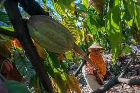 Obat untuk buah biar tidak busuk. Petani Kakao Diingatkan Waspada Penyakit Busuk Buah Saat Musim Hujan Antara News