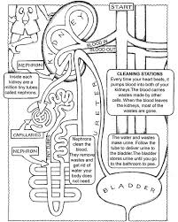 Free Coloring Page With Kidney And Excretory System Details Anatomy Coloring Book Teaching Biology Anatomy And Physiology