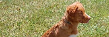 For this reason, then you ought to have an outdoor daybed in your backyard. Register My Litter United Kennel Club Ukc