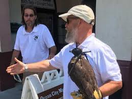 Hawks eat birds, but birders can help their favorite species without harming the food chain with these easy tips to protect birds do hawks eat birds? Ocean City Nj Chases Off Aggressive Seagulls With Falcons Other Birds Of Prey
