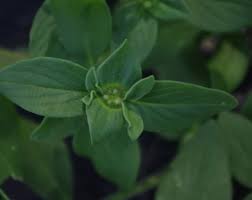 Image result for Richardia brasiliensis