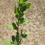 Image result for Searsia natalensis