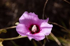 Image result for Hibiscus rhabdotospermus