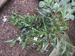Image result for Pseuderanthemum ludovicianum