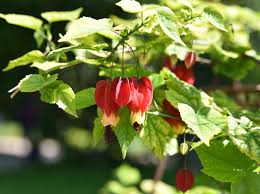 Image result for Abutilon rehmannii