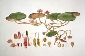 Image result for Brasenia schreberi