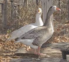 Oregon Mini Geese Blue Auto-sexing Pair Goose Animal Lover Keeping Ducks