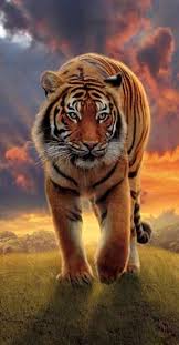 4k Wallpaper For Mobile Zedge Ideas Tiger Wallpaper Tiger Art Tiger Pictures