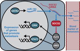 The problem is, how can we know which nodes contain the cancer? Predicting And Preventing Prostate Cancer Spread Eurekalert Science News