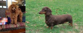 Today, they are some of the most favourite breeds this delightful poodle mix is known for his love of doing funny antics that brighten up anyone's mood. Miniature Poodle Vs Dachshund Breed Comparison Mydogbreeds