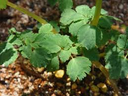 Image result for Isopyrum nipponicum