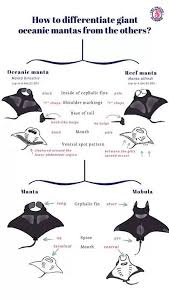 Giant Oceanic Mantas The Blogpost In 2020 Manta Ray Giant Manta Manta Ray Tattoos
