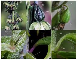 Image result for Epipactis africana