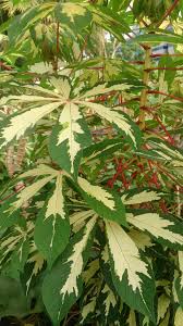 Image result for Manihot esculenta