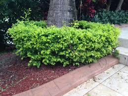 Slow growing mound shape shrub with vibrant yellow leaves. How To Get Rid Of Whiteflies On Duranta