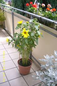 Sonnenblumen Im Topf Sonnenblume Im Topf Balkon Pflanzen Pflanzen