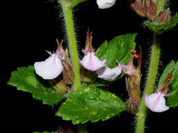 Image result for Equilabium petiolare