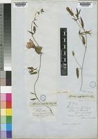 Image result for Ipomoea crassipes