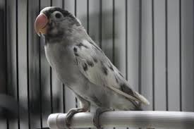 Precioso Agapornis Wild Lovebird Color Mutation Kus Papagan Cennet