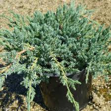 En automne ou au printemps, c'est le bon moment pour transplanter un arbuste. Genevrier Rampant Horizontalis Glauca Achat Direct Au Producteur