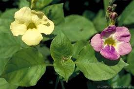 Image result for Asystasia sp. (Biegel 5184)