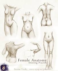 How To Art Female Anatomy Drawing Practice By Serenaverdeart Firstly, here a female face, that you can see, that the women's body is full of the arc and soft lines. female anatomy drawing practice