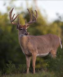 Floppy Ears Whitetail Hunting Big Deer Deer Photos