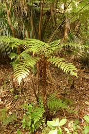 Image result for Pneumatopteris unita