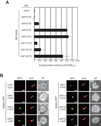  Iaa8 Involved In Lateral Root Formation Interacts With The Tir1 Auxin Receptor And Arf Transcription Factors In Arabidopsis