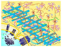 Plant cells contain almost all of the organelles found in animal cells but have several new ones to help them survive. Plant Cell Wall Model