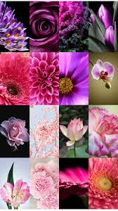 Download gratis wallpaper bunga bergerak, wallpaper bunga sakura, latar belakang mawar dan lainnya. Wallpaper Bunga Yang Indah For Android Apk Download