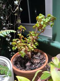 Image result for Sida dregei