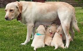 Prioritize your dog's nutritional needs Labrador Growth Chart Lab Puppy Weight Chart Height Chart