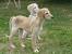 Lurcher Saluki
