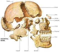 The Occipital Bone Skull Anatomy Medical Anatomy Human Anatomy And Physiology