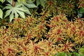 Image result for Coleus melleri
