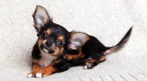 The adoption process in oregon. Want A Chihuahua But Have Kids Read This First K9 Web