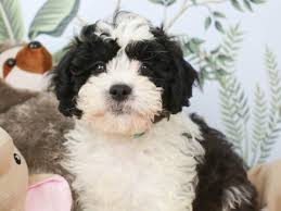 Shih Poo Puppy In 2020 Shih Poo Puppies Shih Poo Cute Dogs And Puppies