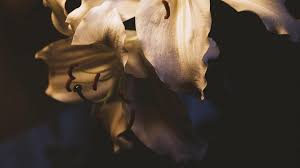 They did an excellent job! Mount Vernon News