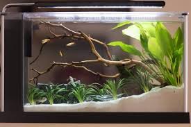 Pin On Aquariums Et Bassins