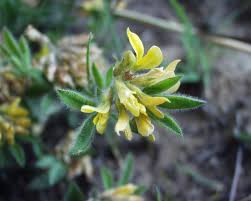 Image result for Lotononis laxa