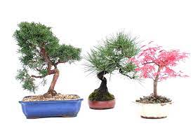 In generale le piante maschili non si presentano in gruppo nei giardini ma vengono posizionate come elementi isolati, oppure abbinati a rocce che simulino un rilievo montuoso. Bonsai Da Esterno E Loro Linee Guida Di Cura Specifiche Bonsai Empire